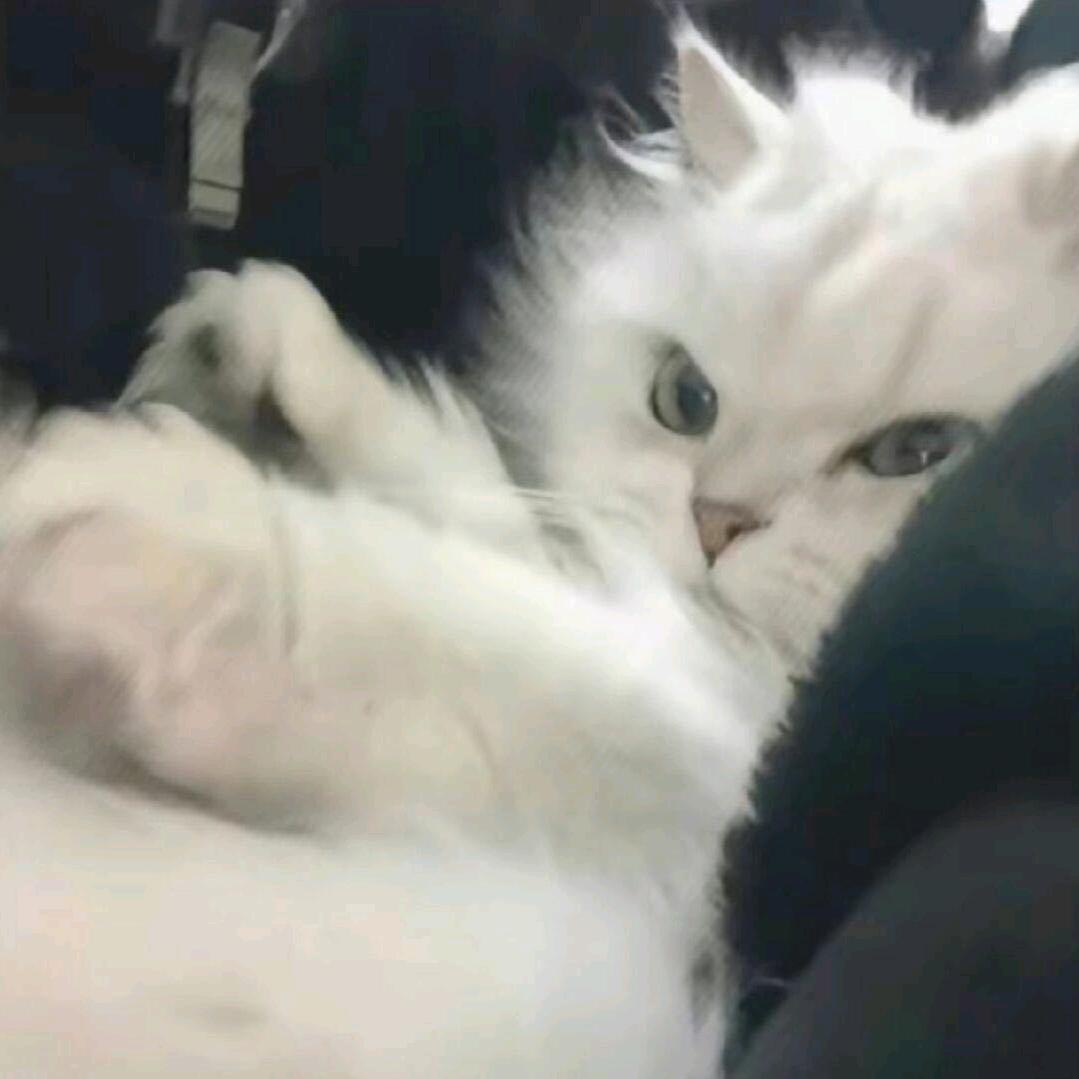 淋雨的猫