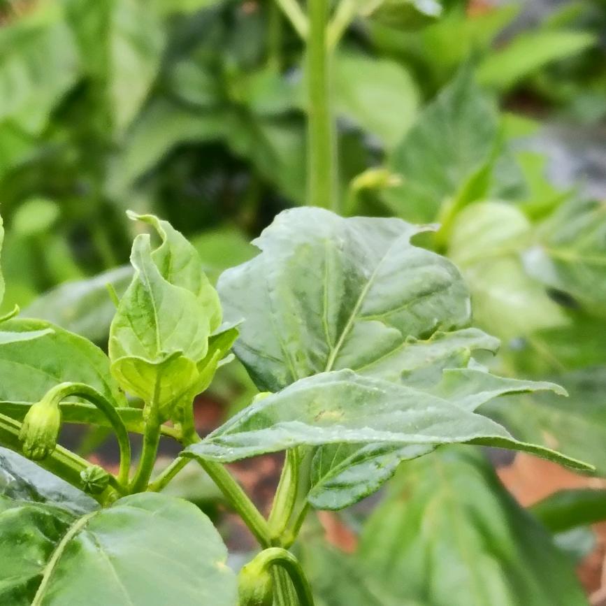 美丽驿栈·妡彦专用号