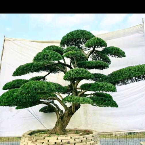 木子姐🌹🌹🍓🍓