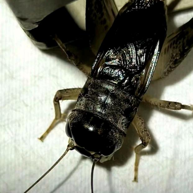 莘县大强斗蟋工作室郭增委