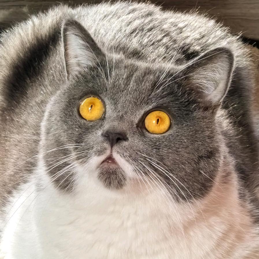护猫勇者