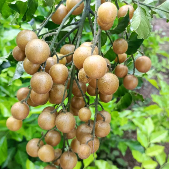 新鲜水果