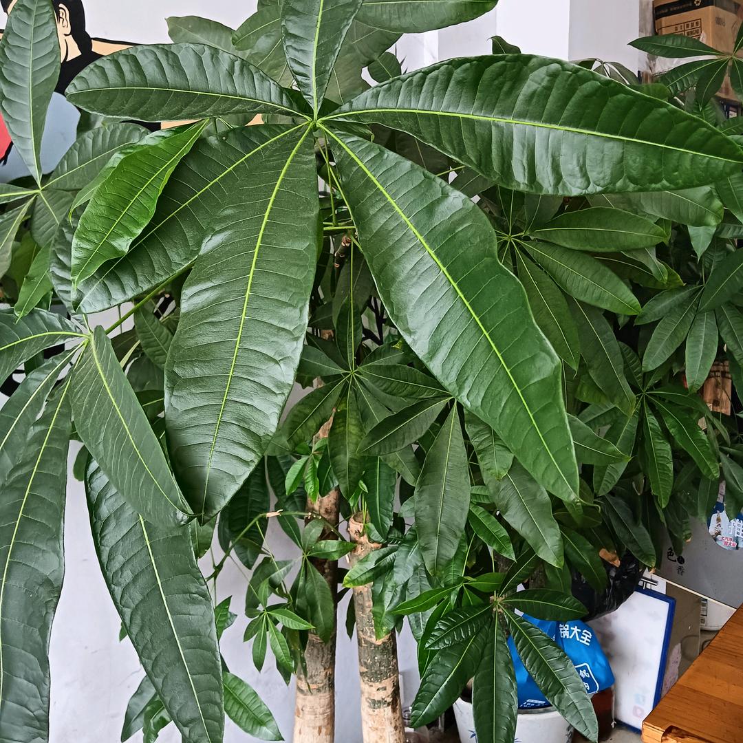 圆圆姐（首播）