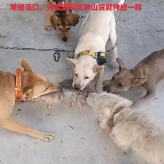 代训山野巡逻队