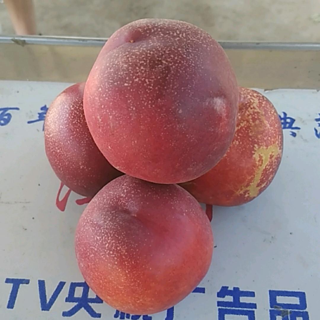 大漠桃园