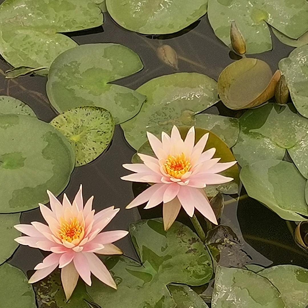 @黄桃桃