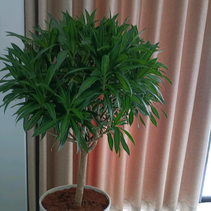 心怡