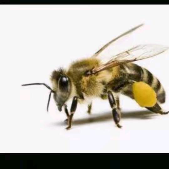 正宗土蜂蜜出售（刘哥）