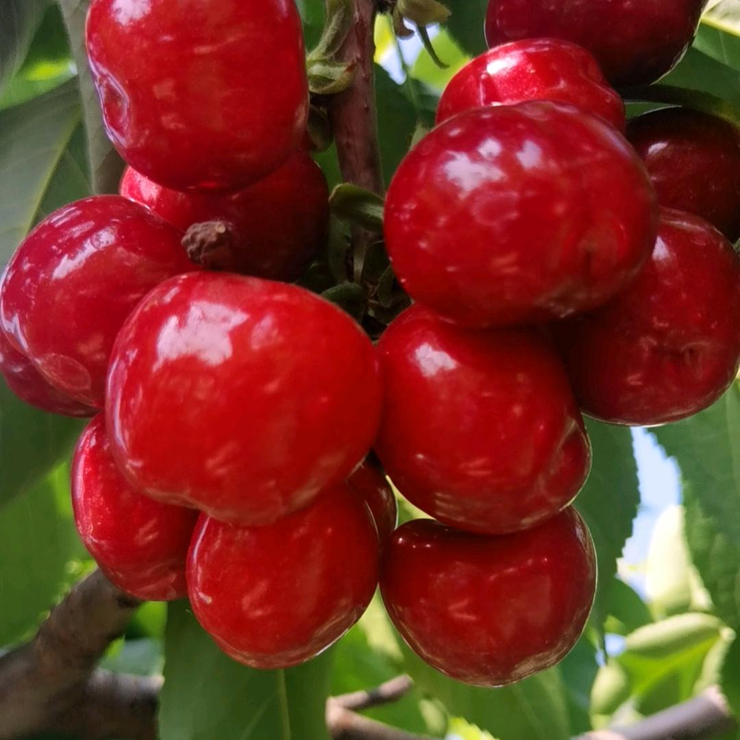 自产自销富硒美早布鲁克斯大樱桃