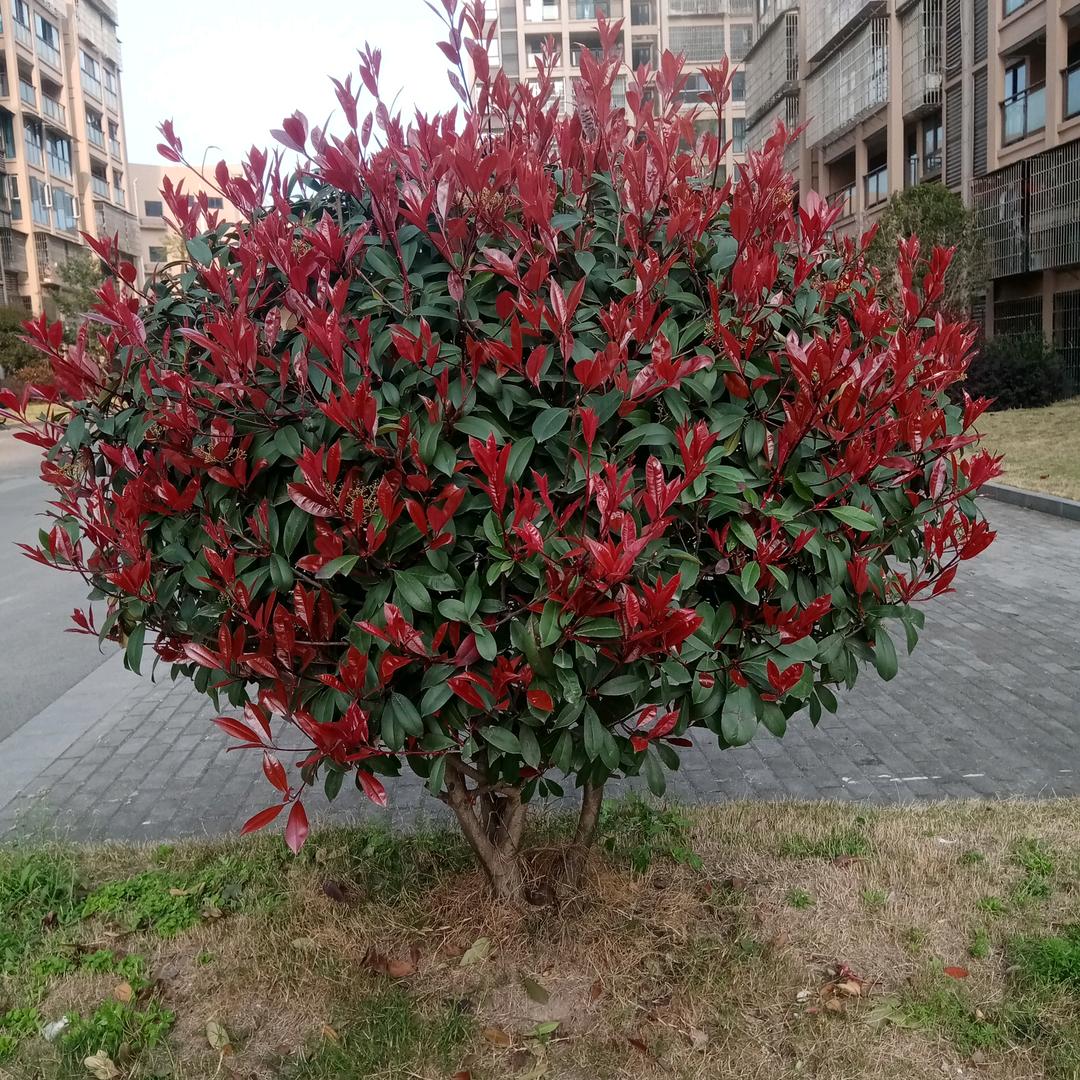 好运连连