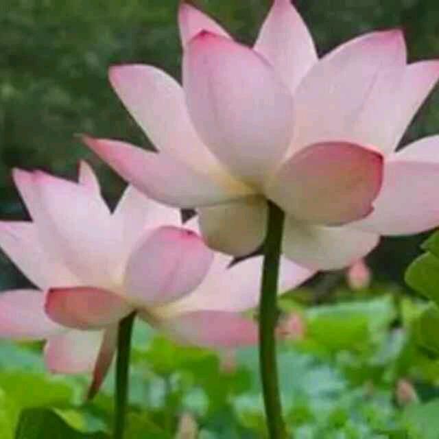 快乐🌹