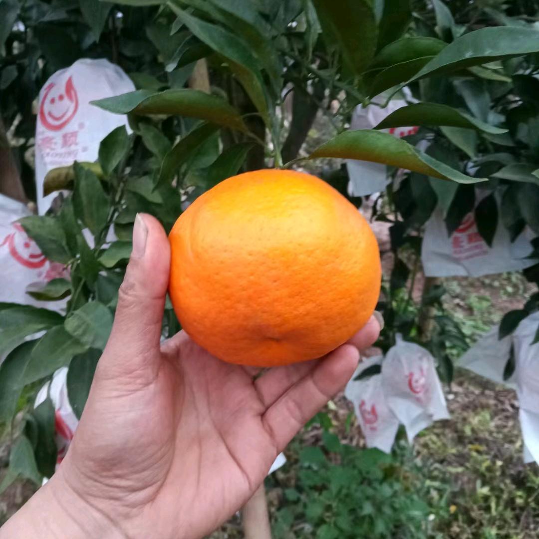 努力种地的老范