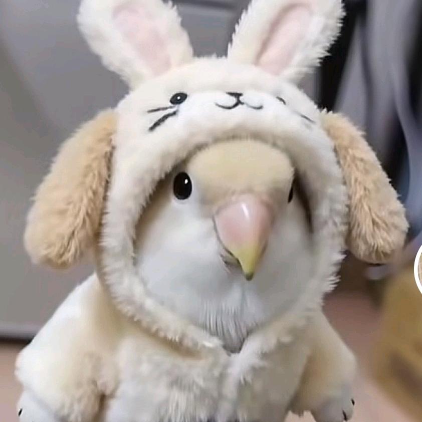 朱猪猪