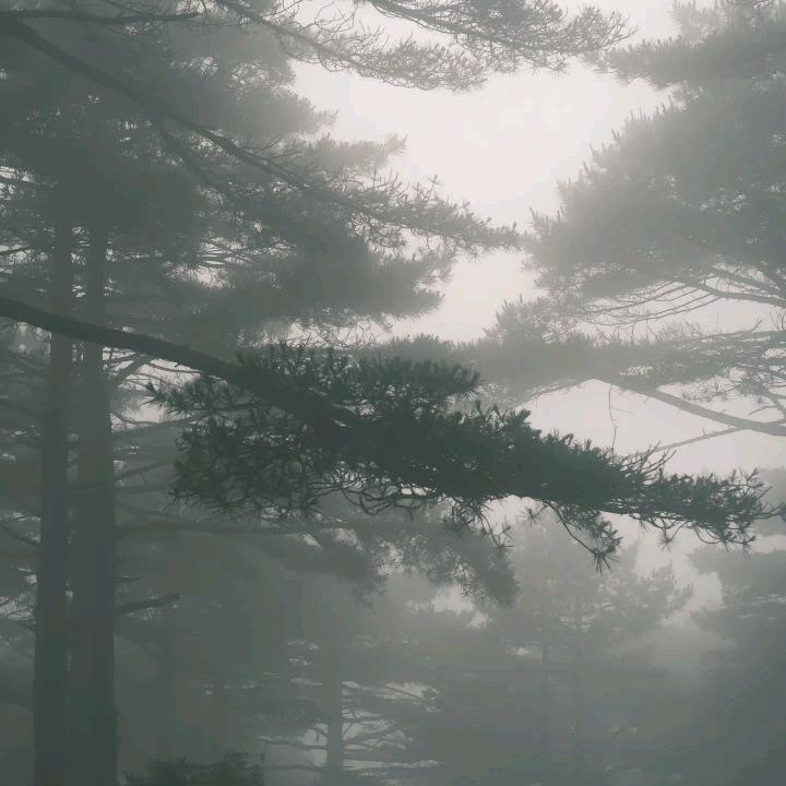 桃李嫁东风