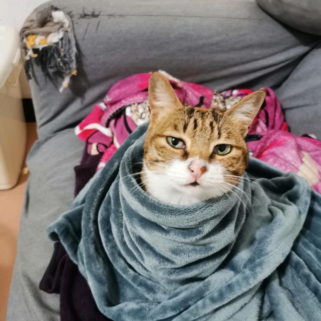 猪猪bond