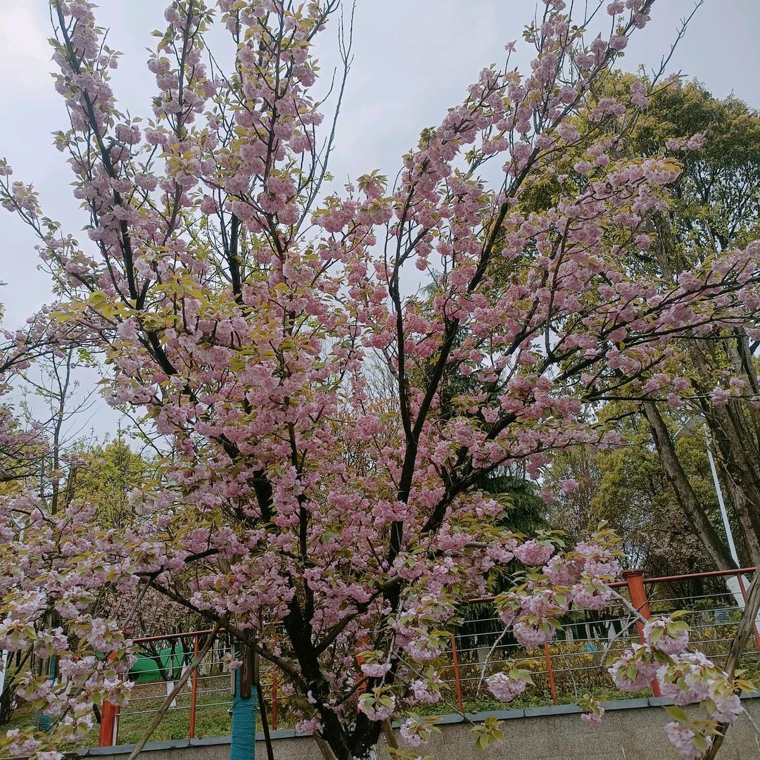 鄧