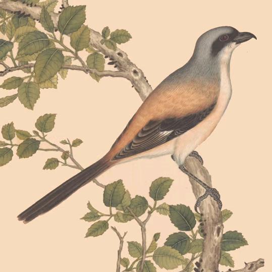 ꧔ꦿ顺℘其ᝰ自然᭄ᩚ꯭ᩚ