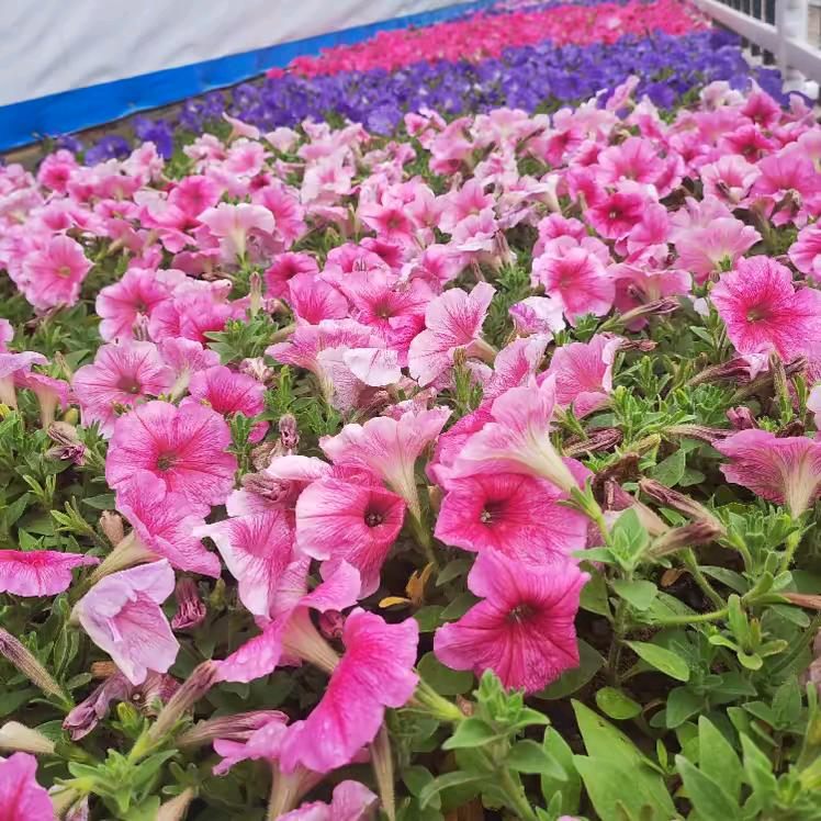 万水千山总是情