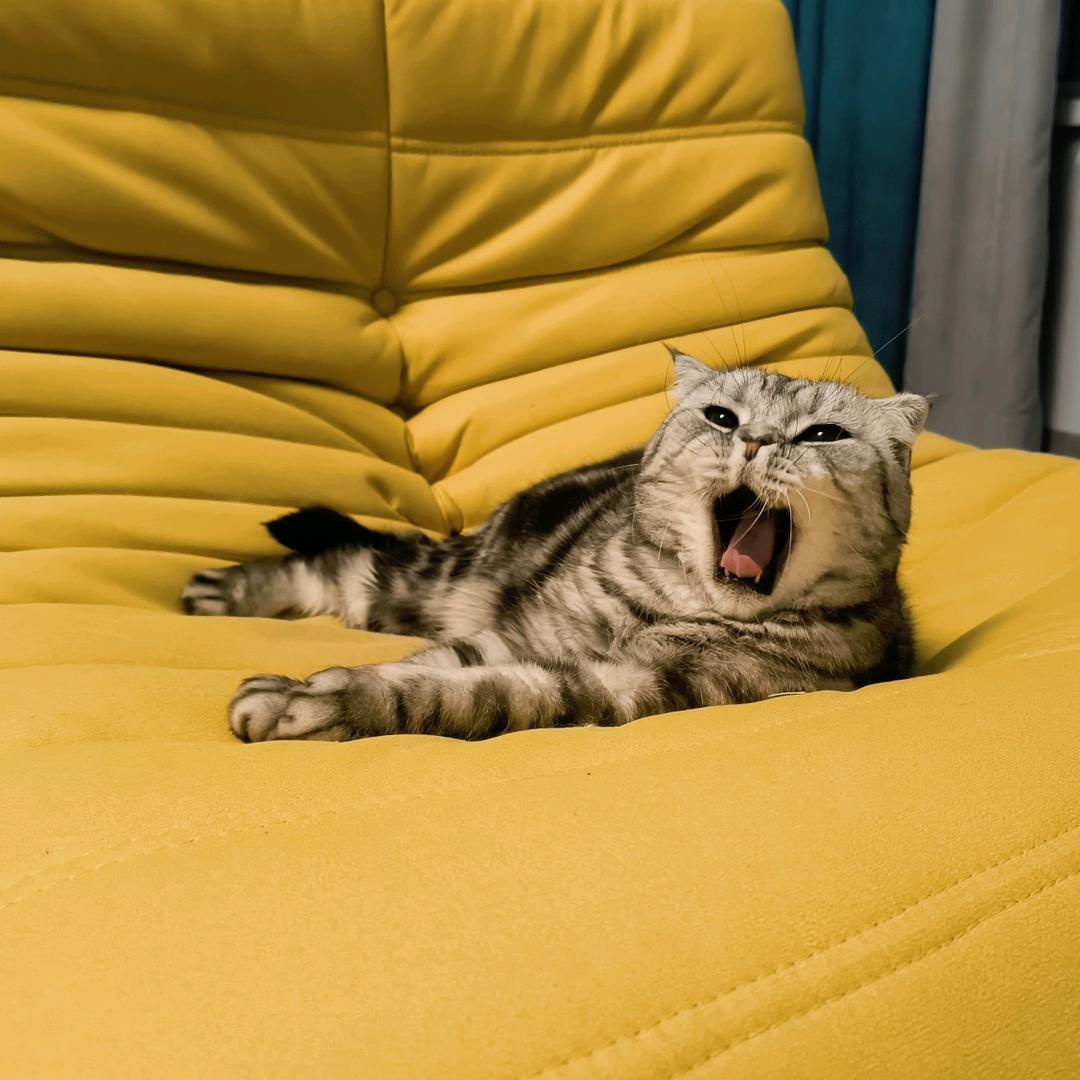 非常哇噻的小薇薇