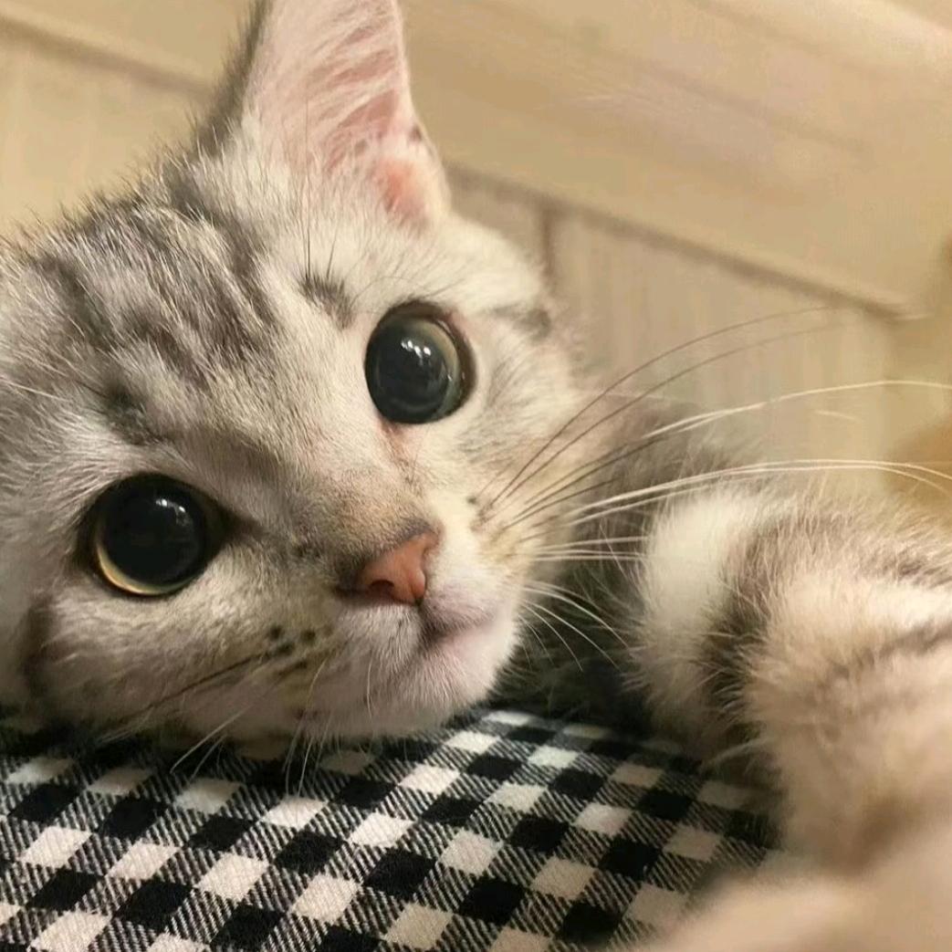 巷子里的猫.