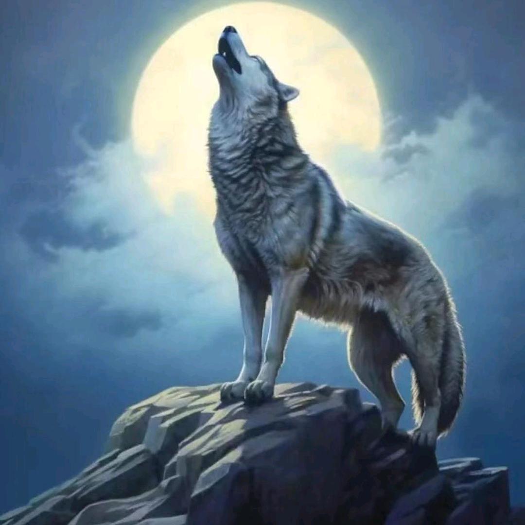 战🐺狼