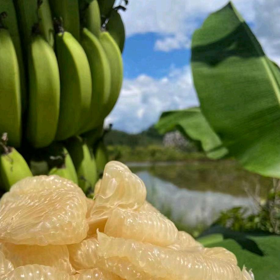 摩雅庄园路亚基地