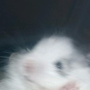 这个名字真的有十个字