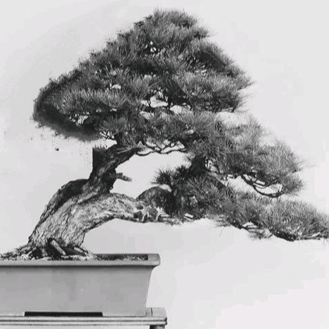 沭城水旱苗木经营部