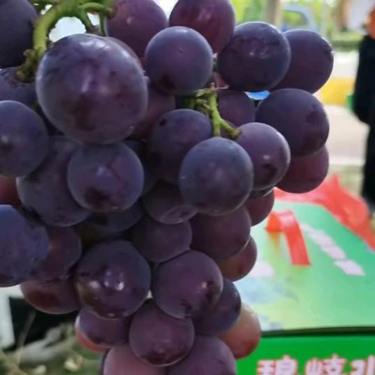 琅岐葡萄妹