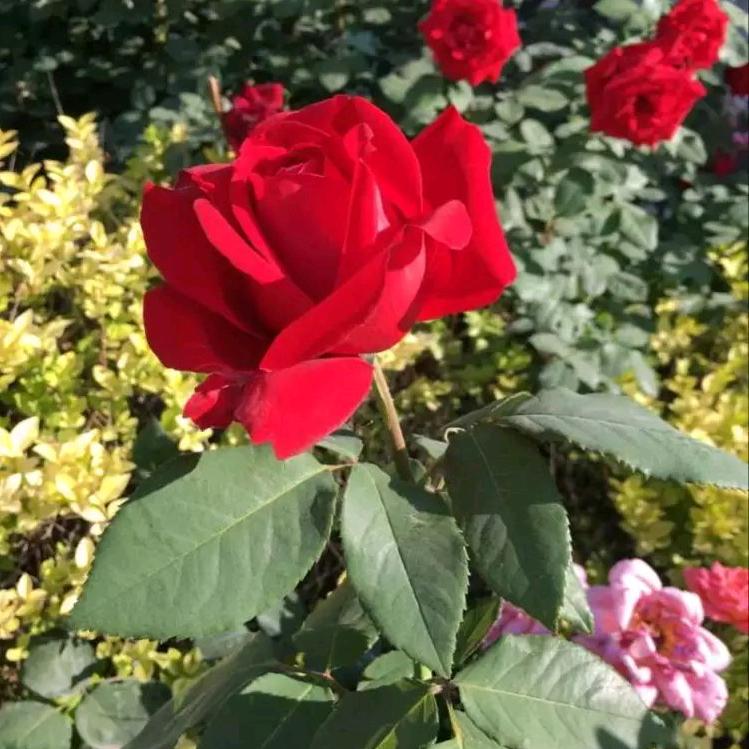 🦋এ᭄我姓ꦿ刘💔别嚣张ོ࿐ᩚ