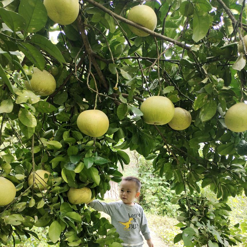 江津水果小姐姐