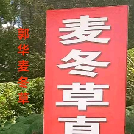 山东曹县麦冬种植基地郭华