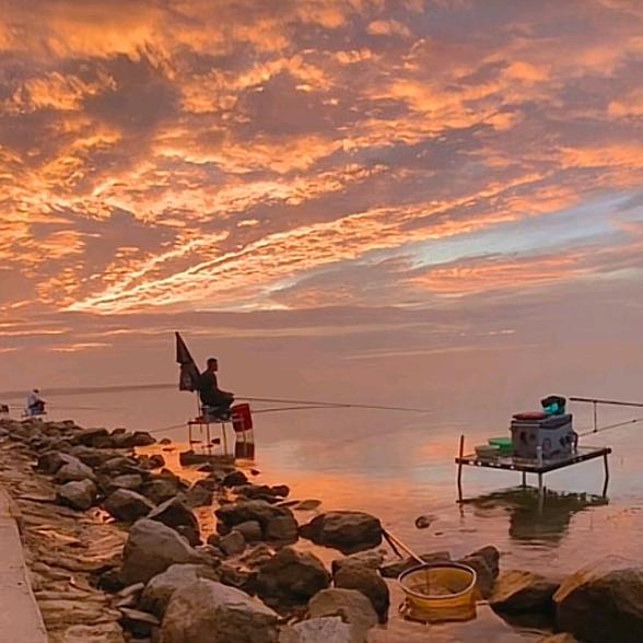 爱养泰狮的钓鱼佬