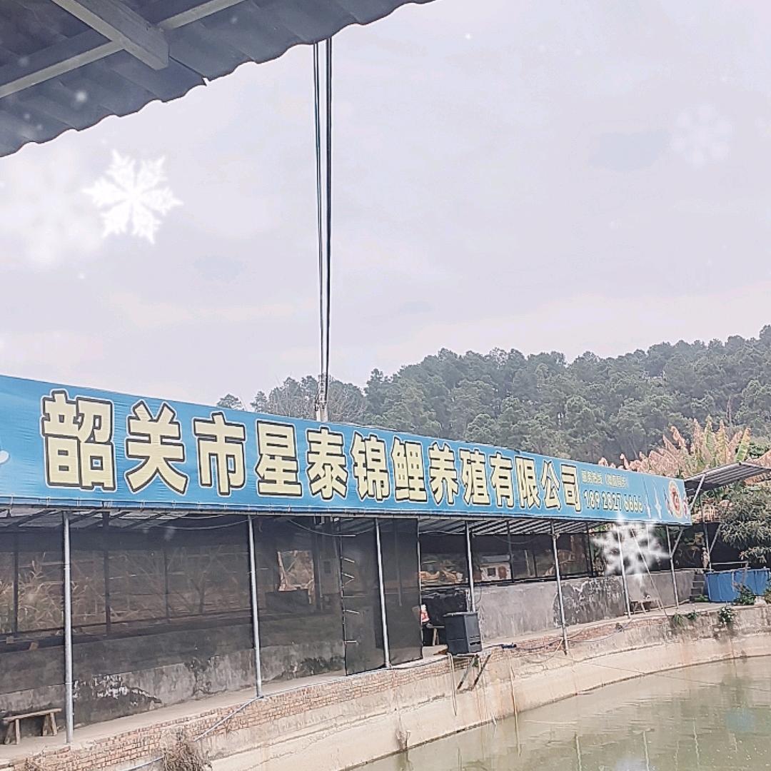韶关星泰锦鲤养殖场甘伟云