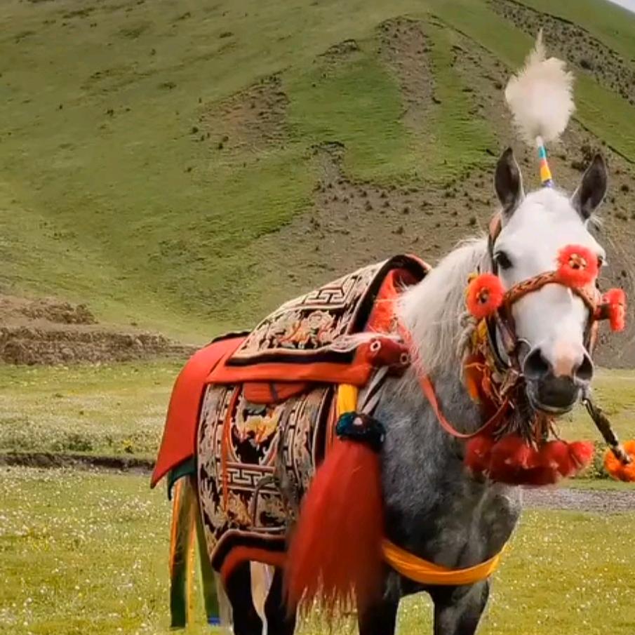 ཞོགས་ཟེར་།