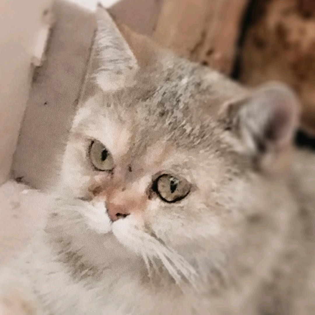 草莓奶杯  花花