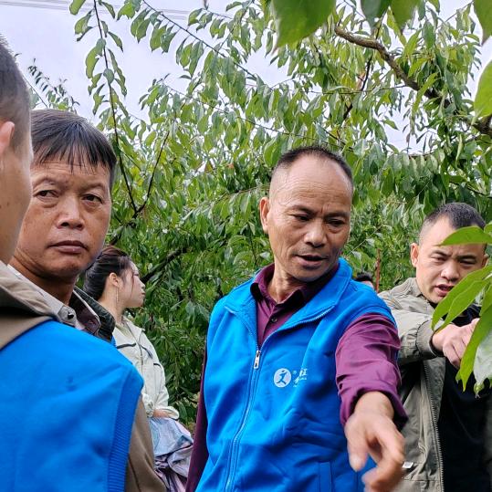 龚大哥。蜂糖李红心柚种植龚显福