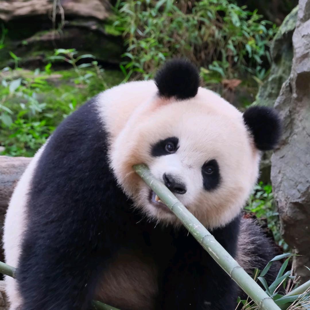 抱走可刑头像