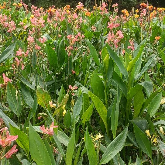 女汉子才能逆天