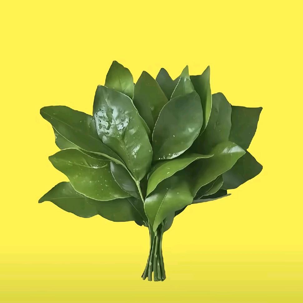 ༄༊࿆伊昂杨ོྂཾ࿆࿐