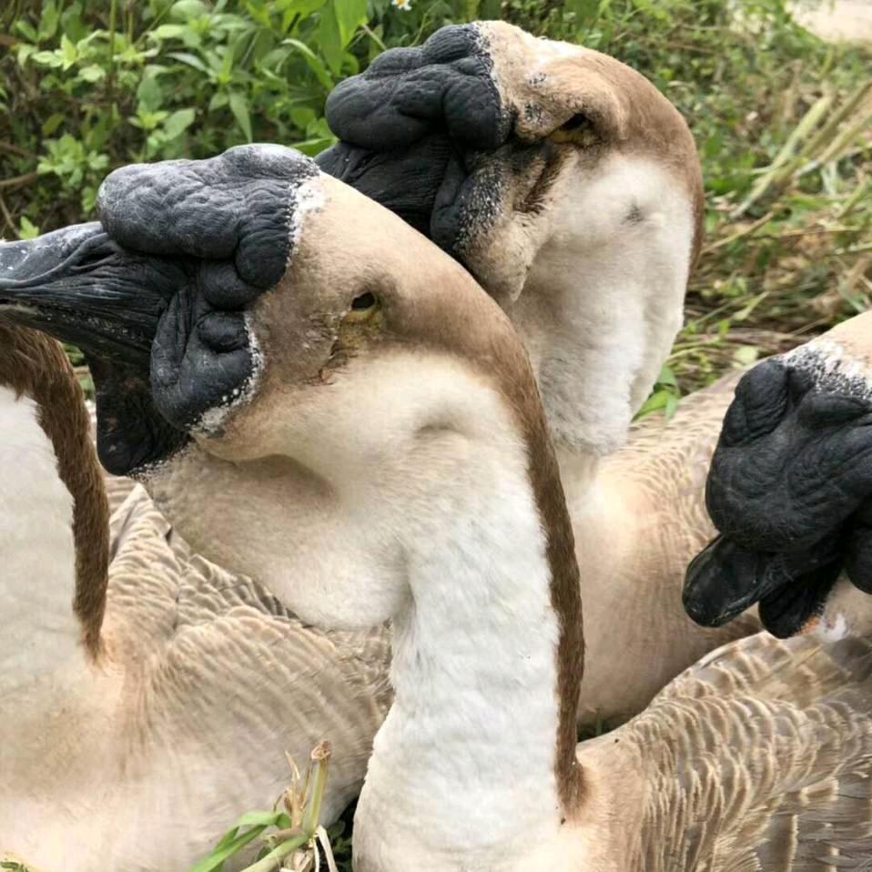 特大种狮头孵化基地