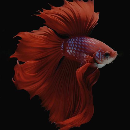 麦克（泰斗批发）