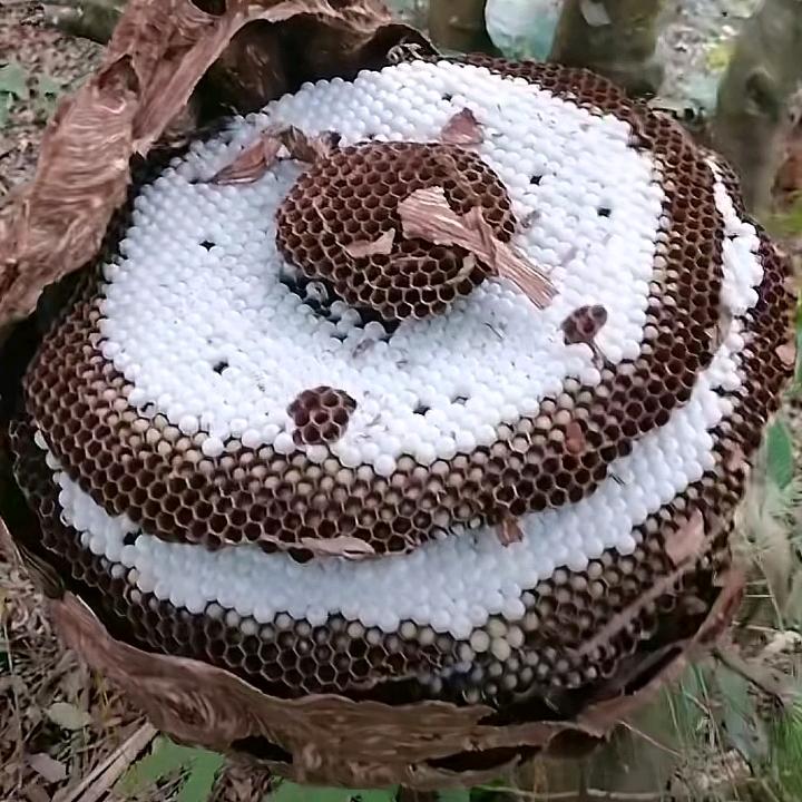 低调小男人