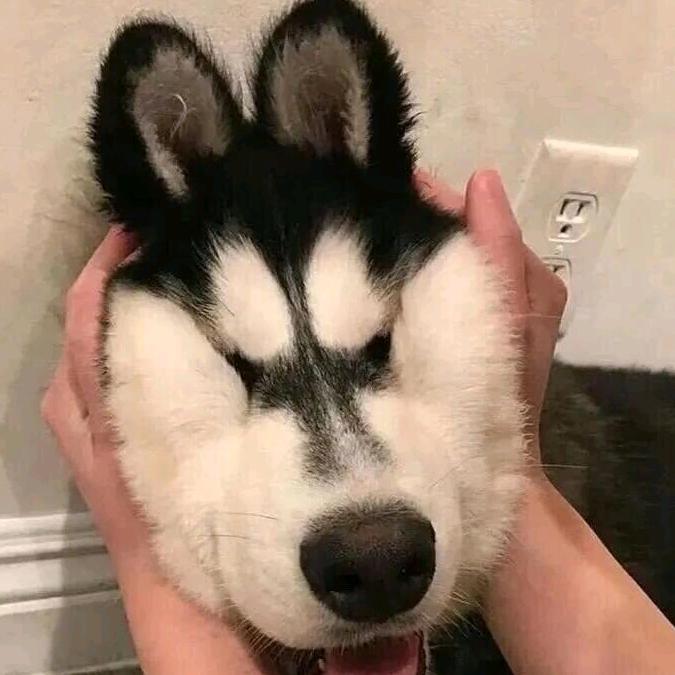 梧杤