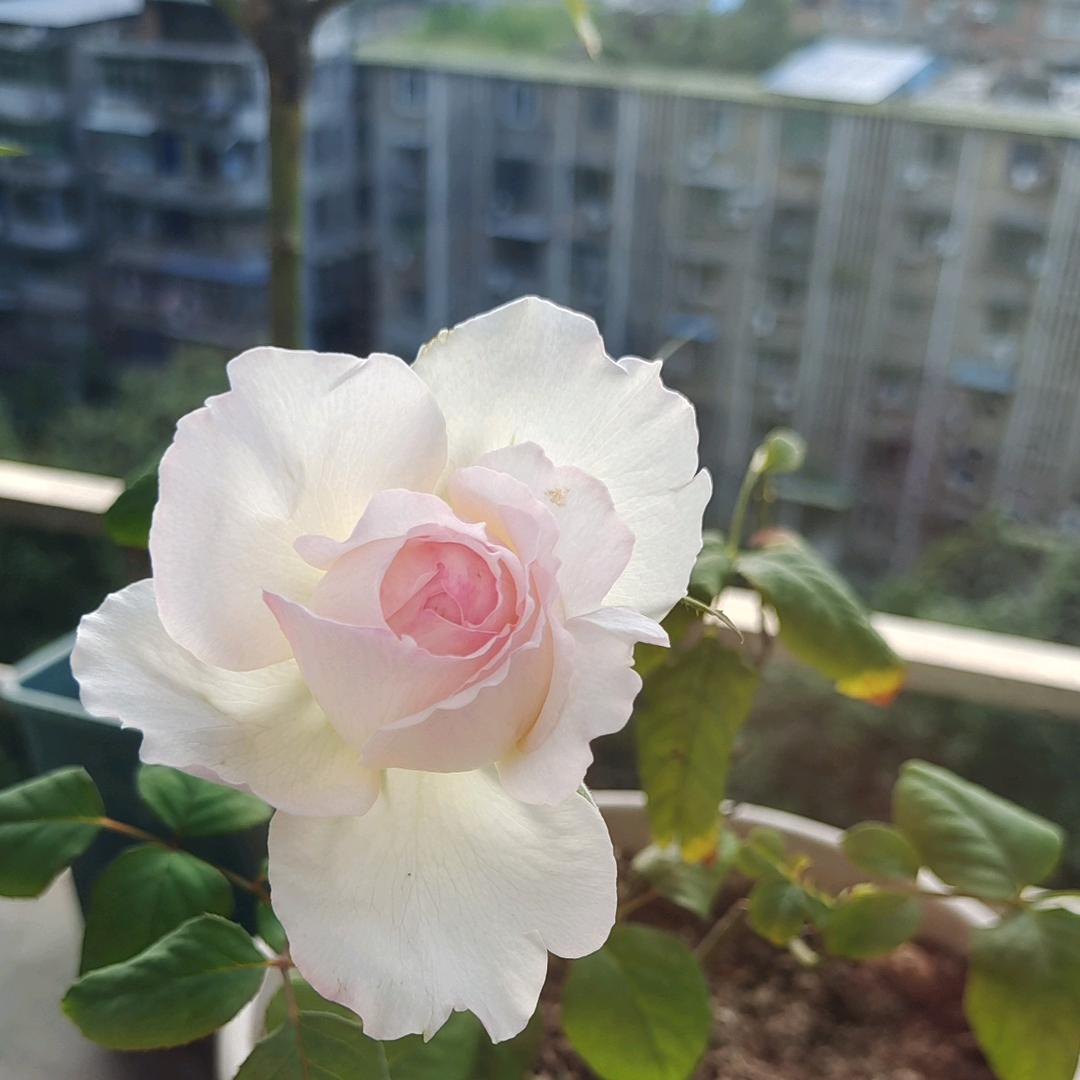 鱼小鱼❄️