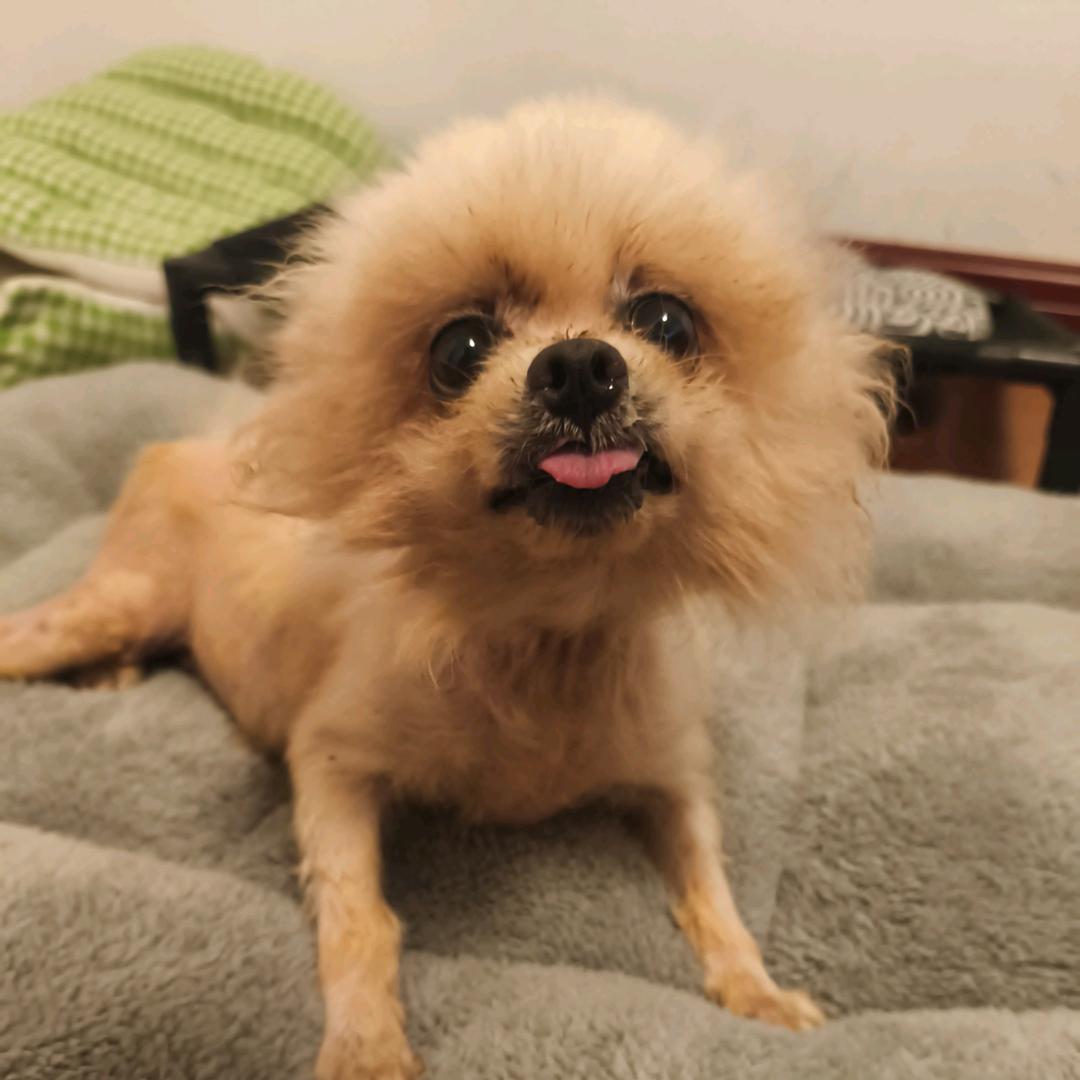 奔跑小飞侠