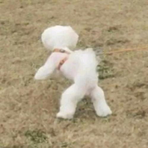 复仇小狗