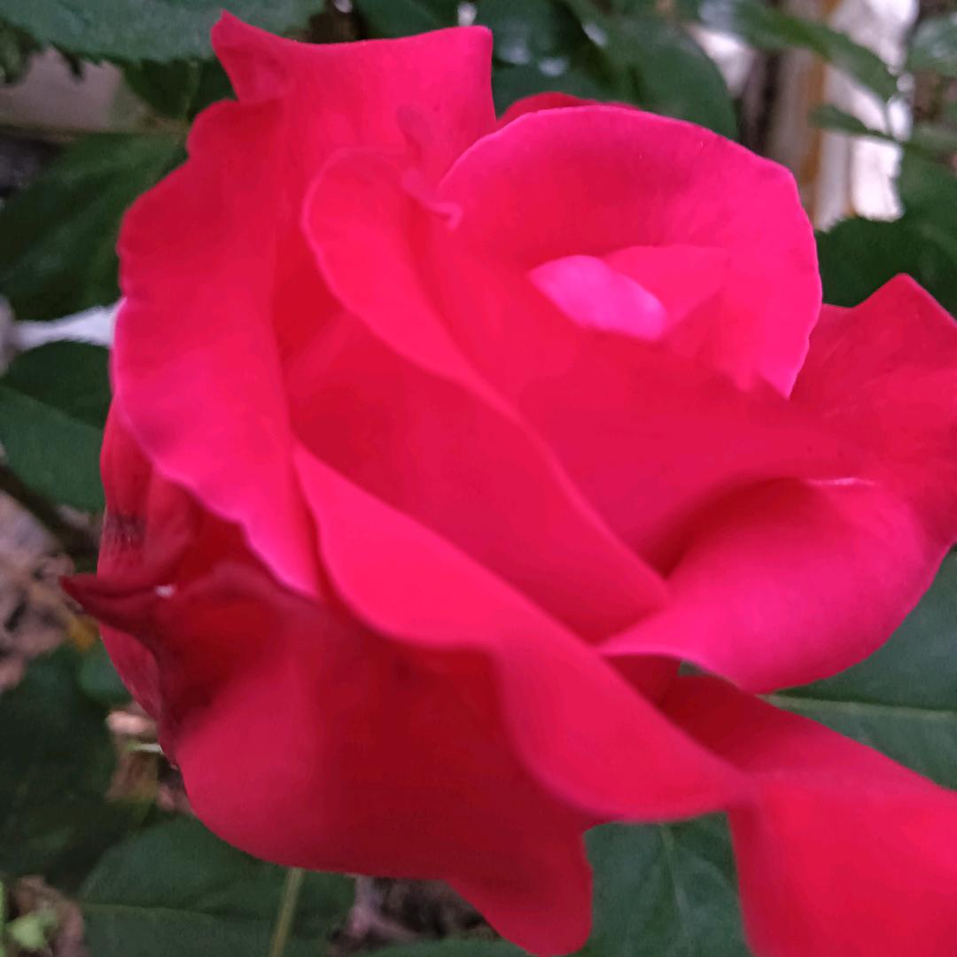 农村胖子（首播）