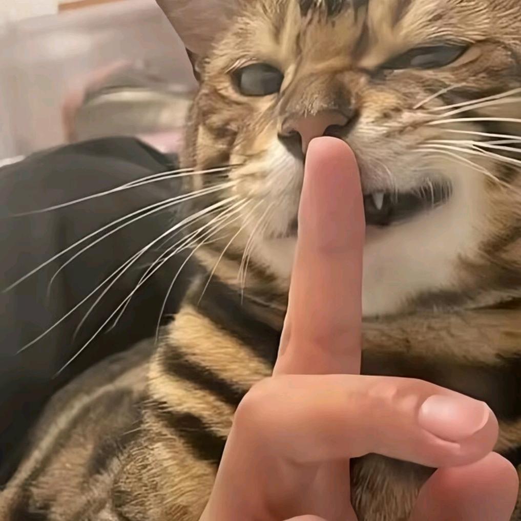 梧桐📷