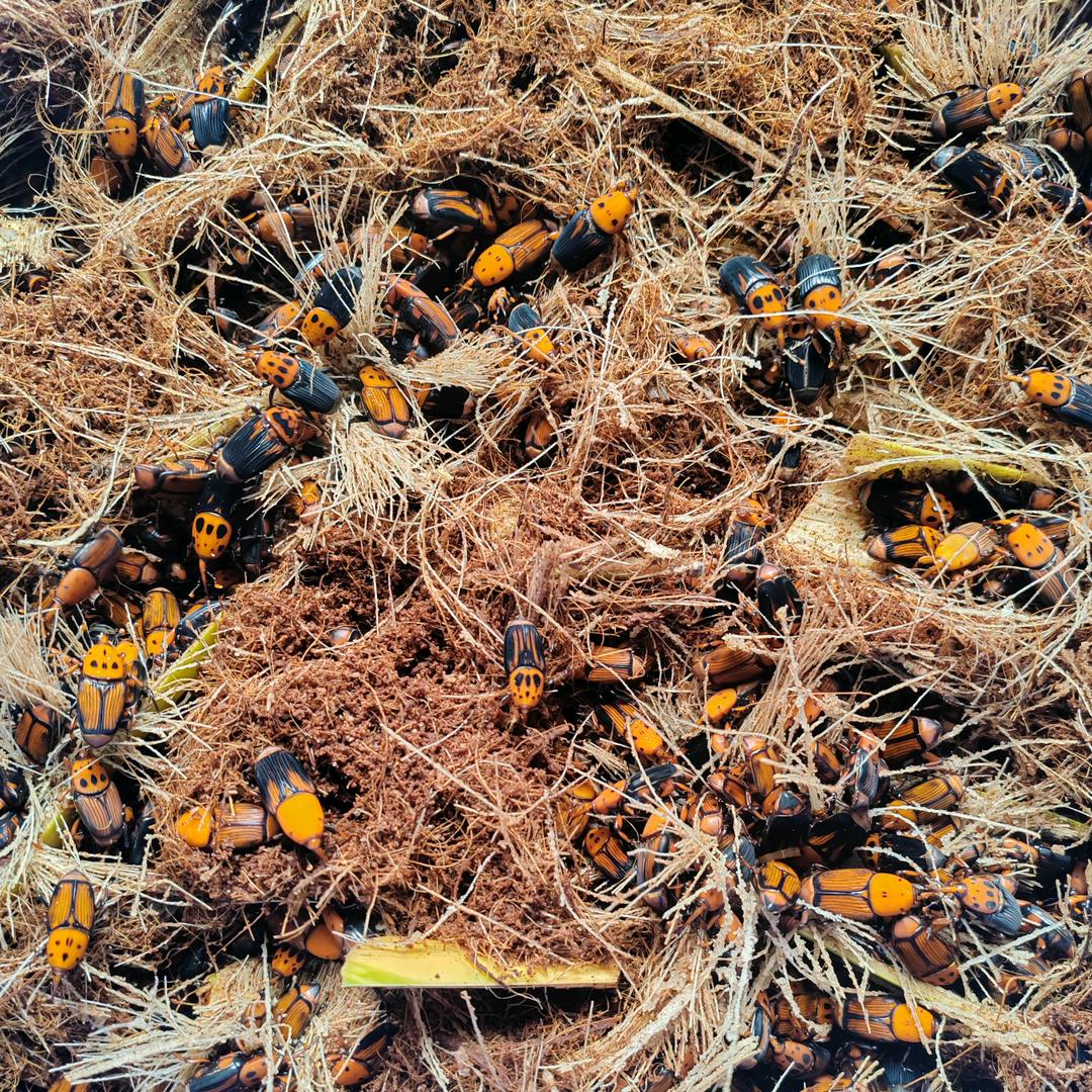 竹虫领导（小号）